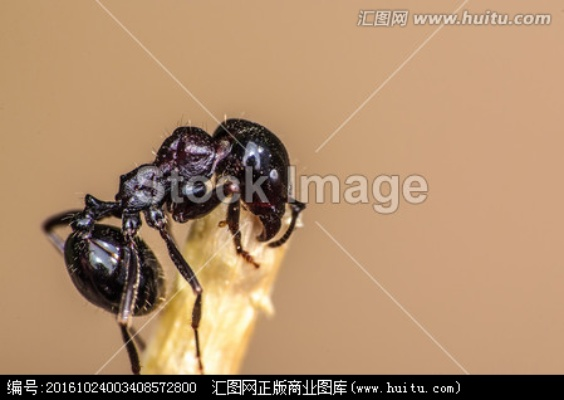 黑蚂蚁官方下载,全面设计执行数据|创意版1_v10.687