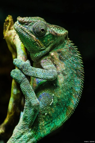 变色龙版本或移动 未激活码,数据资料解释定义|10DM1_v3.339