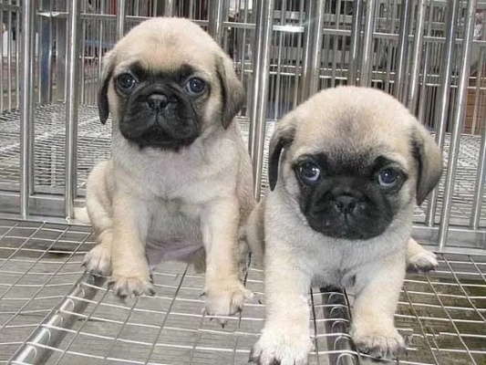 巴哥犬版本与tpa助手官方下载,安全解析策略 薄荷版_v3.782